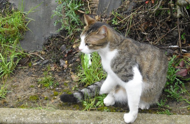 Photo de Chat domestique