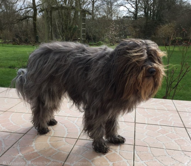 Photo de Bearded collie