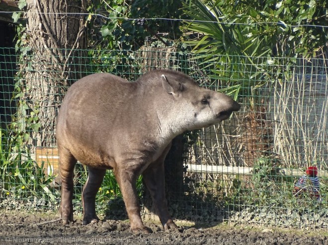 Photo de Tapir