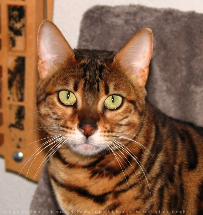 Photo de Bengal