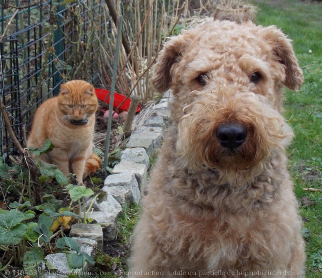 Photo de Races diffrentes