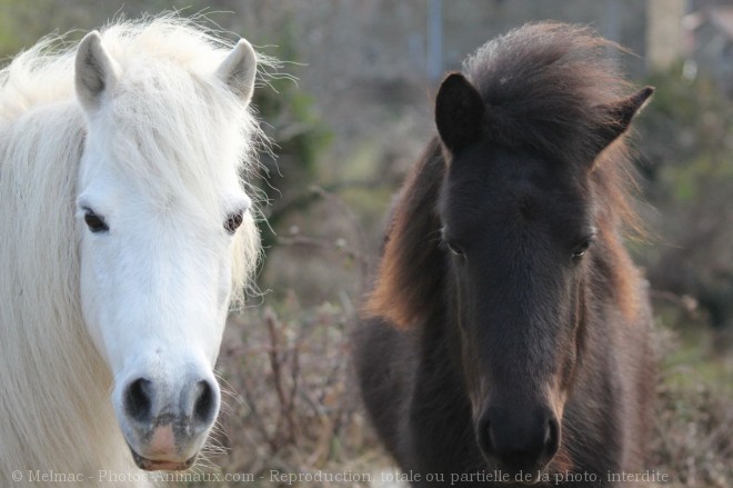 Photo de Poney (toutes races)