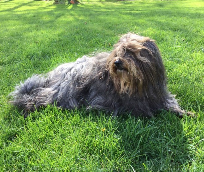 Photo de Bearded collie