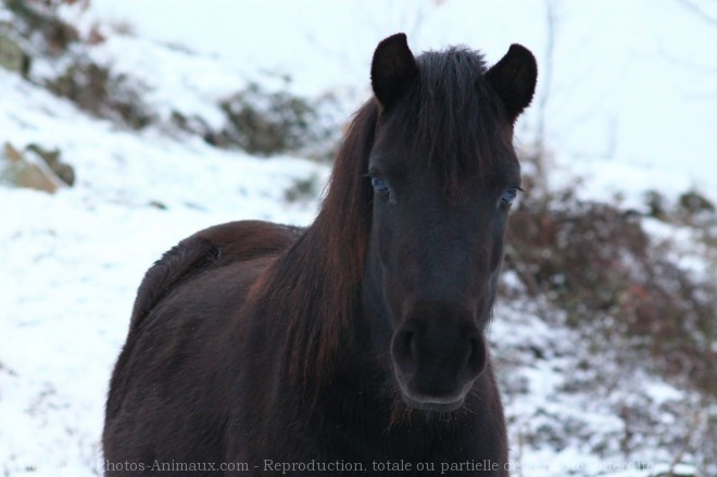 Photo de Poney (toutes races)