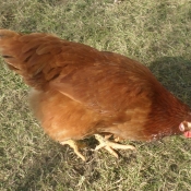 Photo de Poule