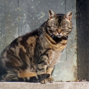 Photo de Chat domestique