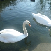 Photo de Cygne