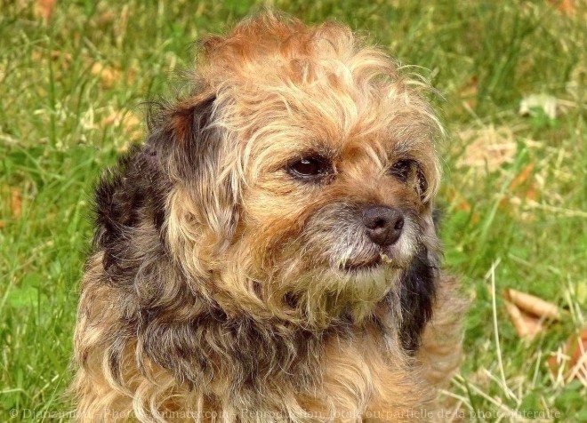 Photo de Border terrier