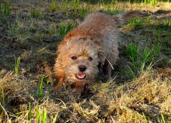 Photo de Border terrier