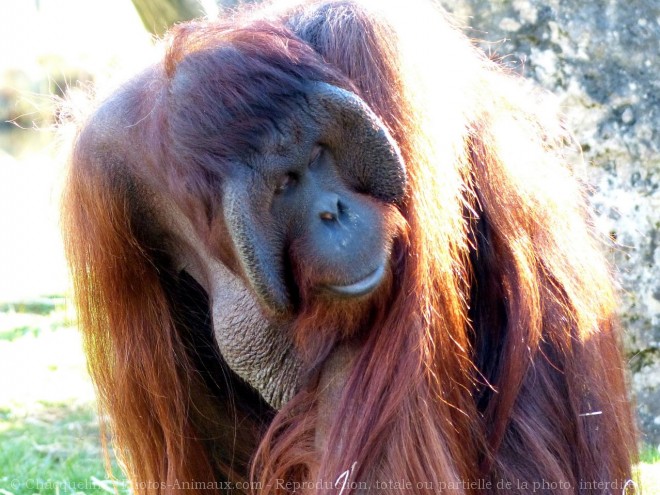 Photo d'Orang-outan