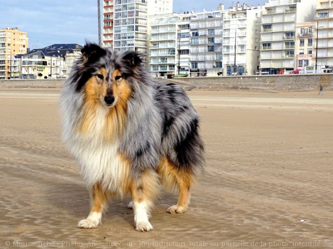 Photo de Border collie