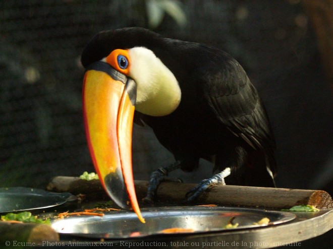 Photo de Toucan