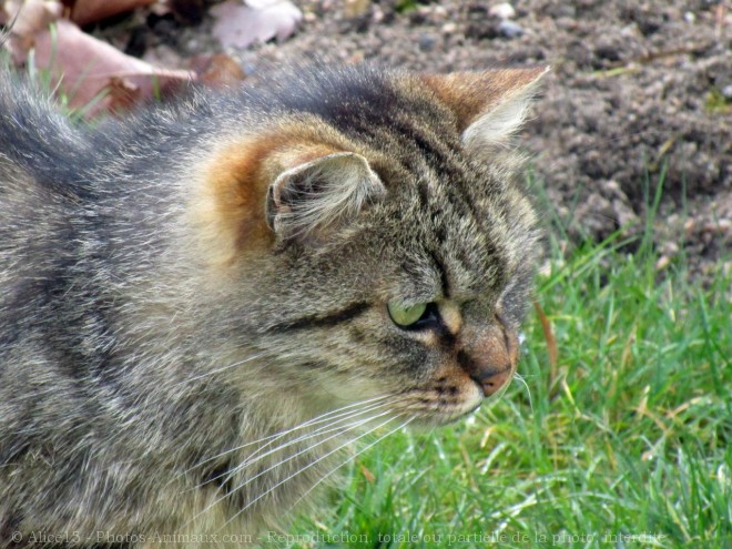 Photo de Chat domestique