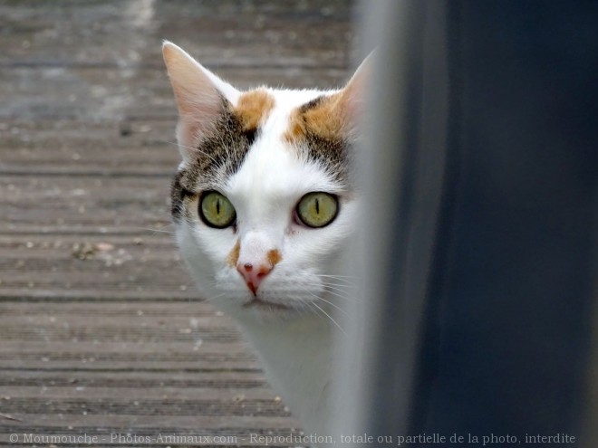 Photo de Chat domestique