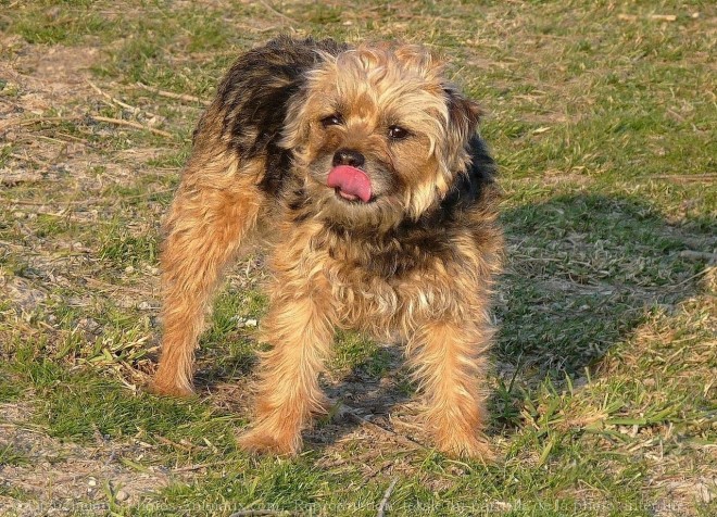 Photo de Border terrier