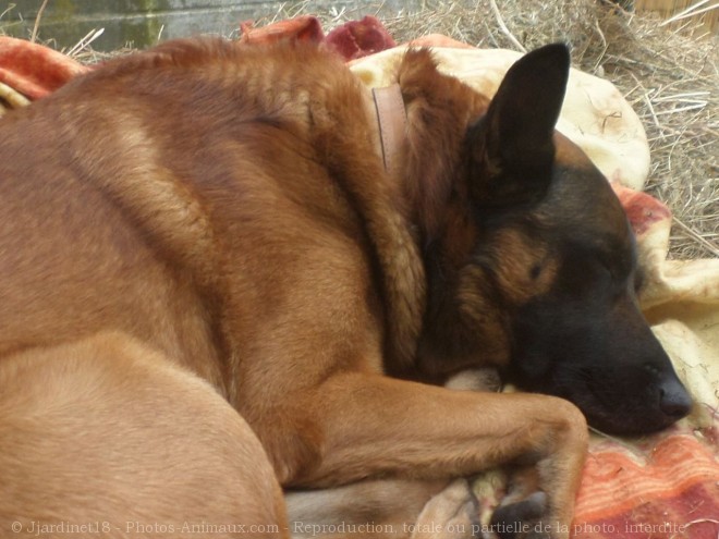 Photo de Berger belge malinois