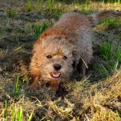 Photo de Border terrier