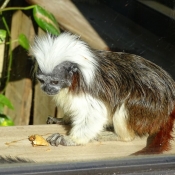 Photo de Singe - pinch  tte blanche