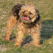 Photo de Border terrier