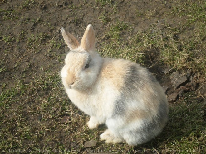 Photo de Lapin