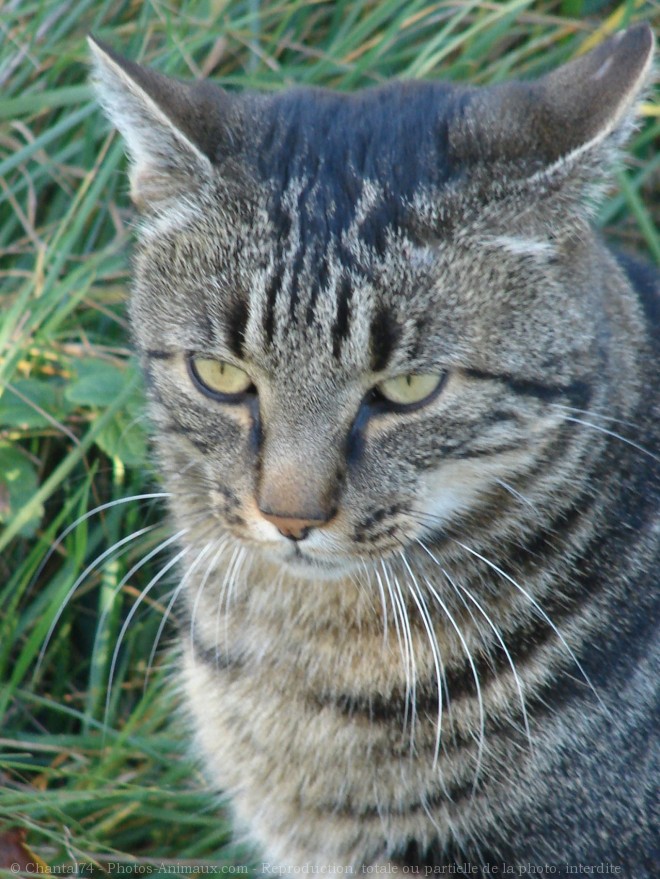 Photo de Chat domestique