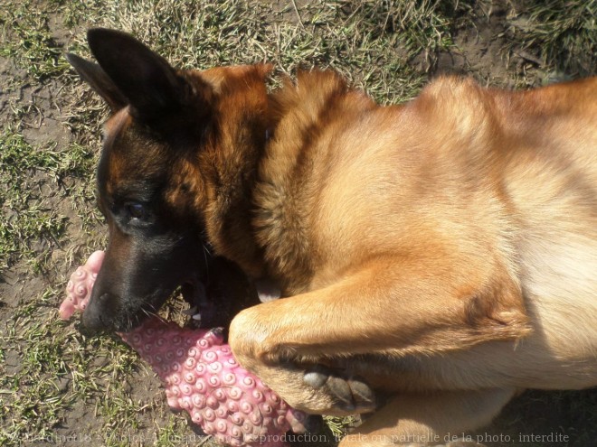 Photo de Berger belge malinois