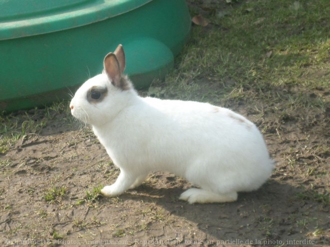 Photo de Lapin