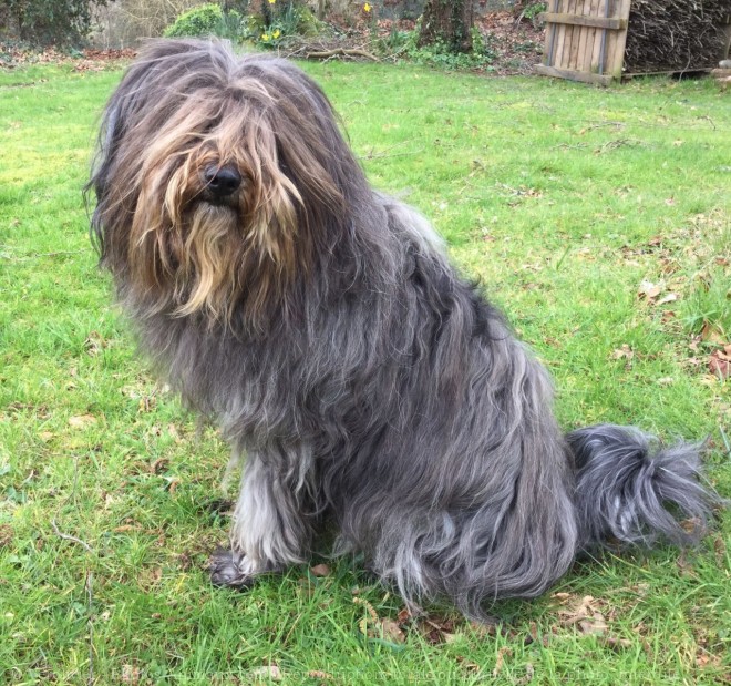 Photo de Bearded collie