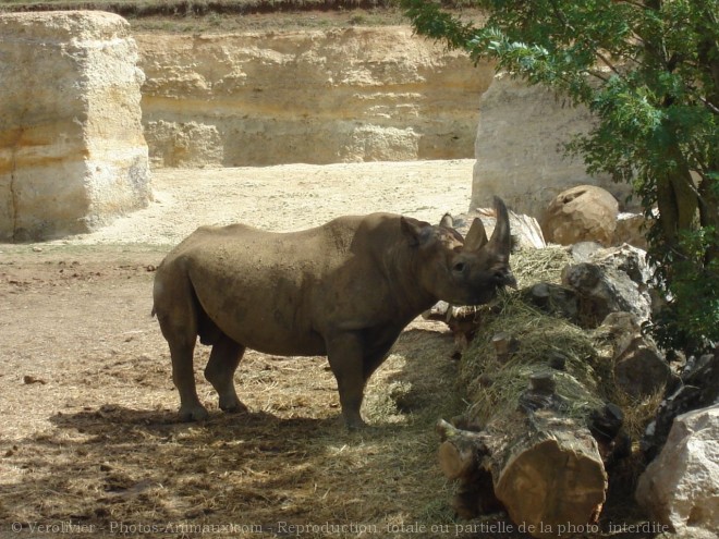 Photo de Rhinocros