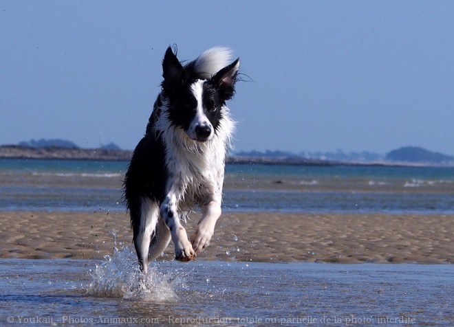 Photo de Border collie