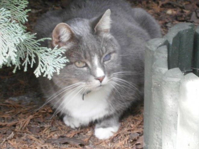 Photo de Chat domestique