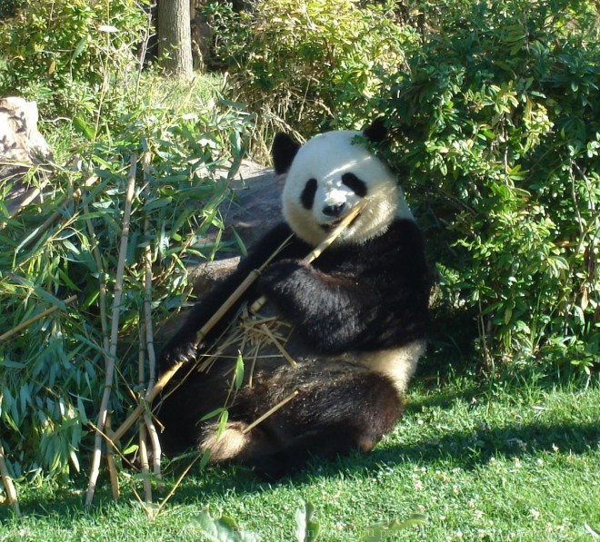 Photo de Panda