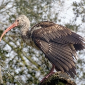 Photo d'Ibis