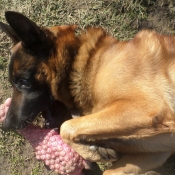 Photo de Berger belge malinois