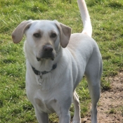 Photo de Labrador retriever