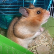 Photo de Hamster