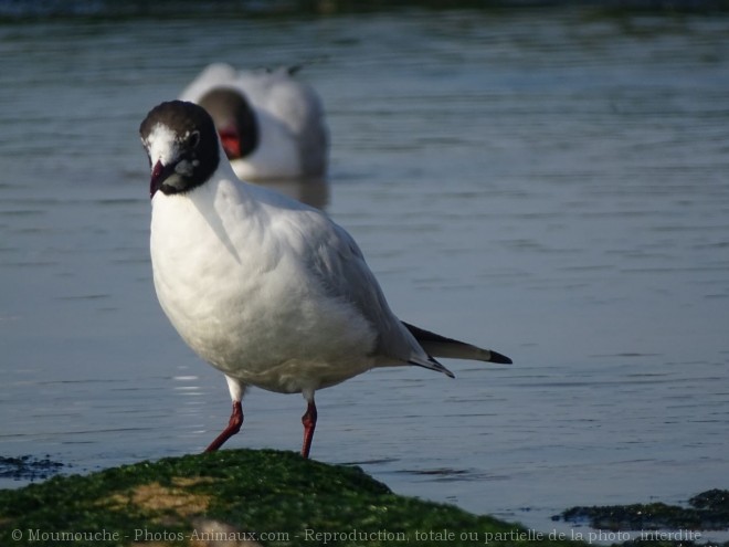 Photo de Mouette