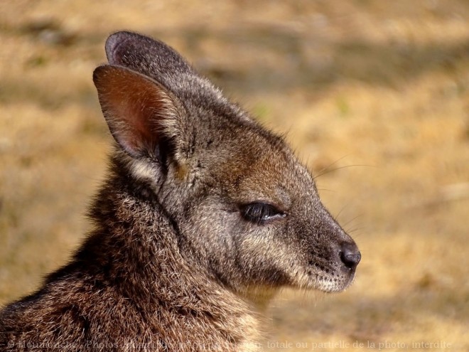 Photo de Wallaby