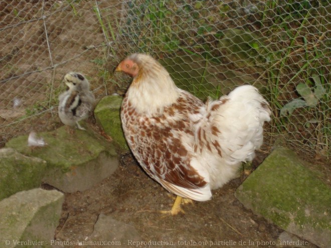 Photo de Poule