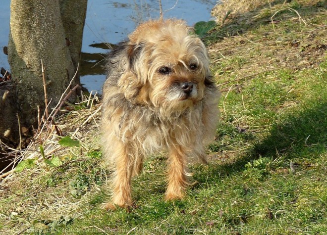 Photo de Border terrier