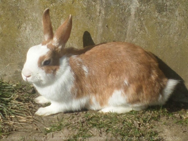 Photo de Lapin