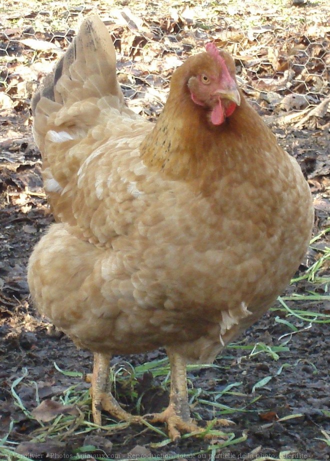 Photo de Poule