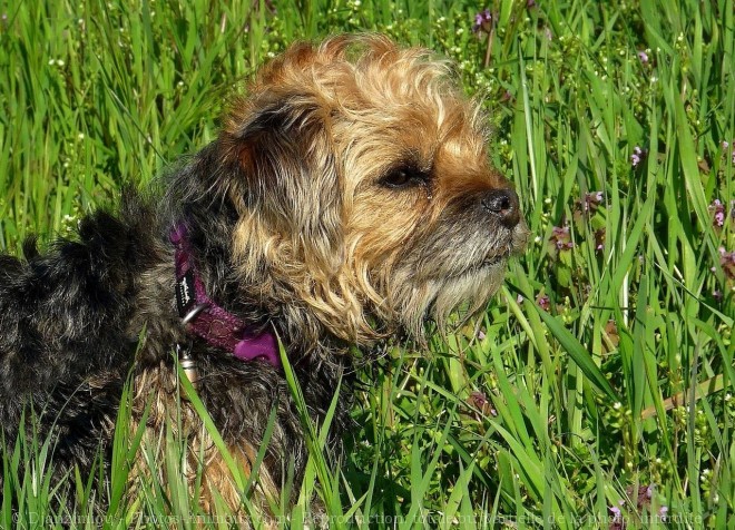 Photo de Border terrier