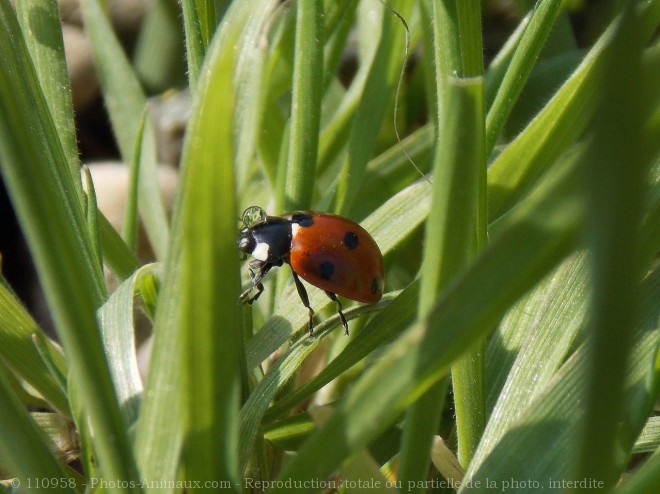 Photo de Coccinelle