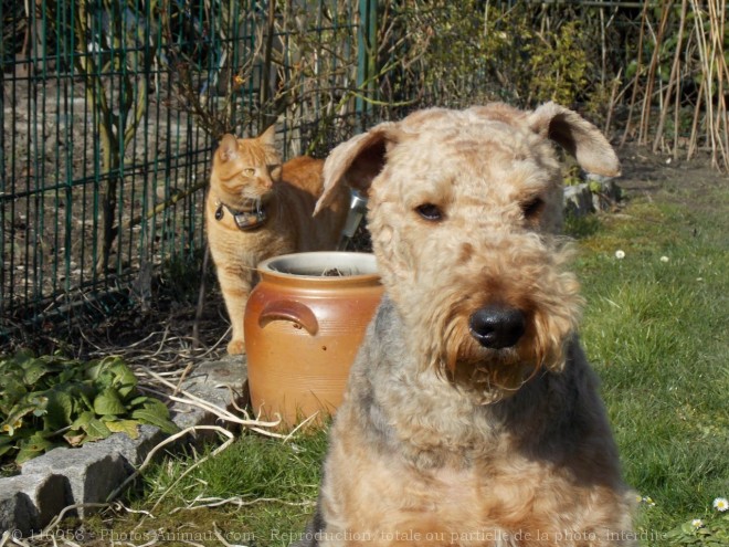 Photo de Races diffrentes