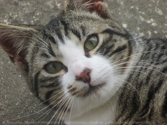 Photo de Chat domestique