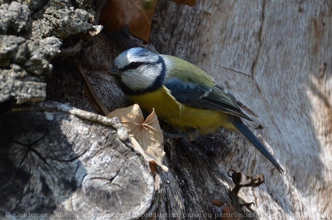 Photo de Msange bleue