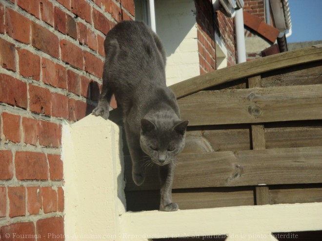 Photo de Chat domestique