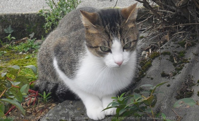 Photo de Chat domestique