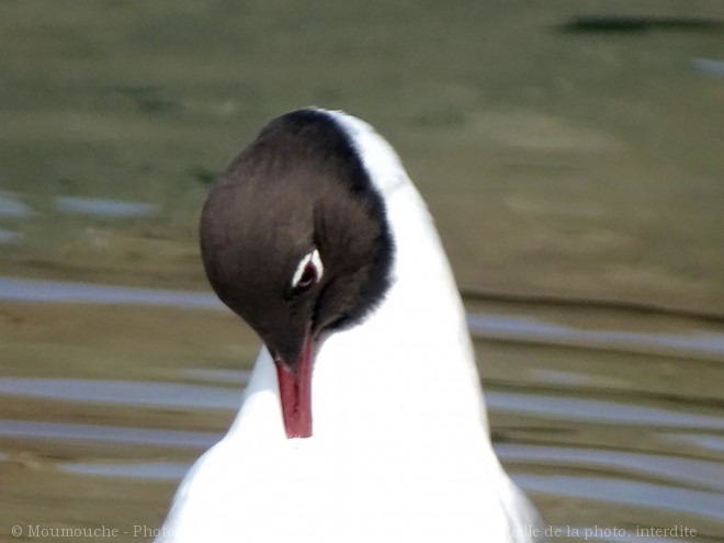 Photo de Mouette